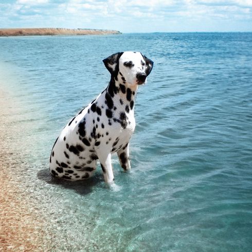 Perro, vertebrado, dálmata sentado en el mar y junto a la playa, perro de vacaciones, raza canina croata, Canidae, mamífero, raza canina, carnívoro, agua, grupo no deportivo, cielo,