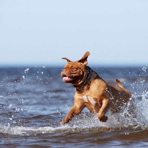 perro, canidae, raza de perro, salto, carnívoro, grupo deportivo, dogo de burdeos, mar, ola, dogo de burdeos marrón juega en el mar