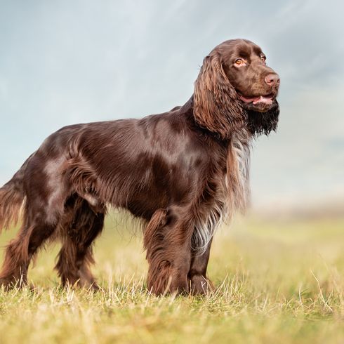 Field Spaniel en un prado, raza de perro mediana, perro marrón de Gran Bretaña, raza de perro inglesa, raza de perro británica, perro parecido al Cocker Spaniel