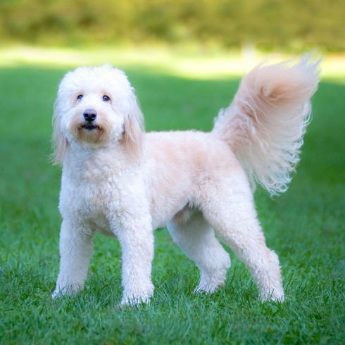 Perro, Mamífero, Vertebrado, Raza de perro, Canidae, Goldendoodle White, Poodle Mix, Poodle Mix, Goldie Mix, Golden Retriever Mix