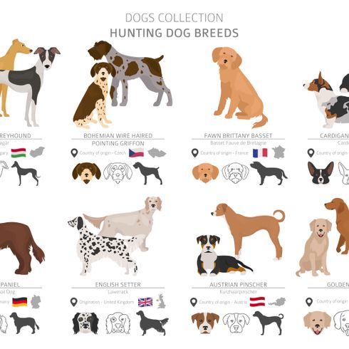 Griffon Fauve de Bretagne, raza de perro francesa, perro de Francia, pelaje áspero, pelo de alambre, perro de caza, perro familiar, perro rojo, razas de perros de caza de toda Europa, infografía de razas de perros, ¿Qué perros de caza hay?