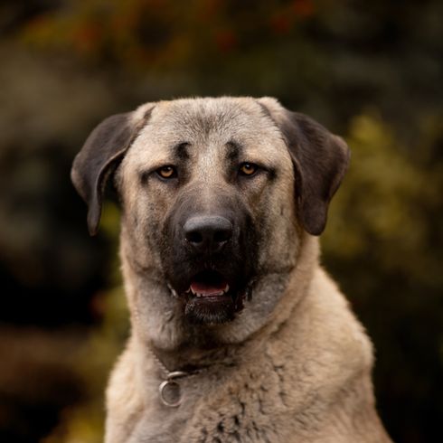 Perro de Kars, perro pastor de Anatolia