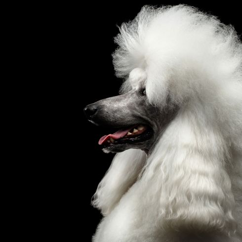 Perro, Canidae, mamífero, caniche estándar, raza de perro, caniche, caniche gigante, caniche rey en blanco con corte de pelo, peluquería canina para caniche, nariz, perro de compañía,