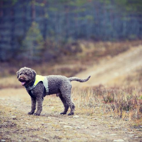 perro italiano con rizos, perro Lagotto gris con chaleco de alta visibilidad en el bosque