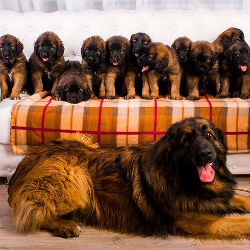 Perro, Mamífero, Vertebrado, Raza de perro, Canidae, Leonberger con cachorros, Carnívoro, Raza de perro gigante, Grupo deportivo, Raza similar al Perro de montaña de Estrela,