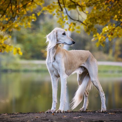 Perro, mamífero, vertebrado, Canidae, raza de perro, whippet, galgo, saluki, carnívoro, perro de barro, raza de perro grande de pelo largo con orejas caídas