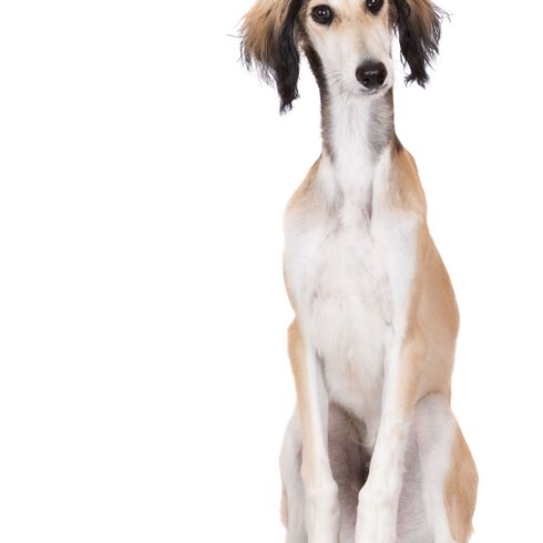 Perro, mamífero, vertebrado, Canidae, raza de perro, perro Saluki, carnívoro, whippet de pelo largo, perro de compañía, galgo Saluki sentado