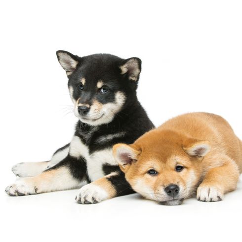 Perro, mamífero, vertebrado, Canidae, cachorro de Shiba inu en negro y otro en rojo, raza de perro, carnívoro, cachorro, perro parecido al Akita inu