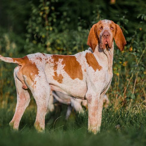 Photo d'un chien d'arrêt italien, chien d'arrêt, chien de chasse d'Italie, chien de chasse de race italienne, chien rouge blanc aux longues oreilles tombantes