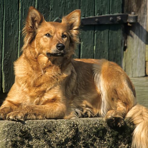 Harzer Fuchs couché au soleil, chien brun aux oreilles dressées, chien semblable à un chien de race, race de chien non reconnue, ancienne race, chien semblable à un renard