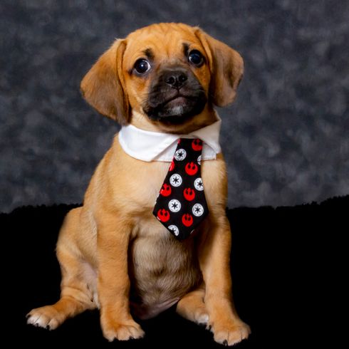 Designerdog Puggle est un mélange de beagle et de carlin, un bâtard de carlin.