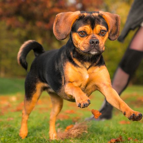 Chien qui est un chien de designer et un MIschling de Beagle et de Pug.