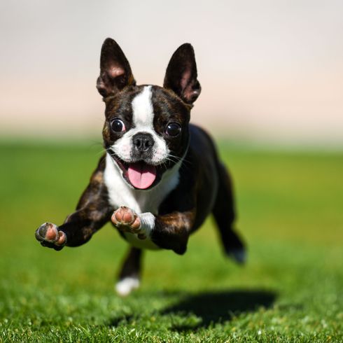 Kutya, emlős, gerinces, kutyafajta, Canidae, fekete-fehér bostoni terrier, fű, ragadozó, szájkosár, társas kutya, kutya fut és játszik a réten.