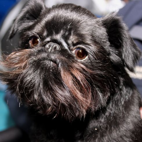 fekete Affenpinscher fej