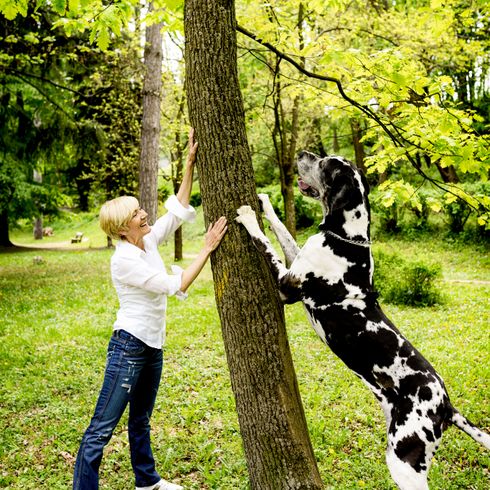 Emberek a természetben, fa, levél, kutya, Canidae, fás növény, növény, erdő, dán dog fekete-fehér, különleges színezés a dán dogban, óriás fajta emberi összehasonlítással