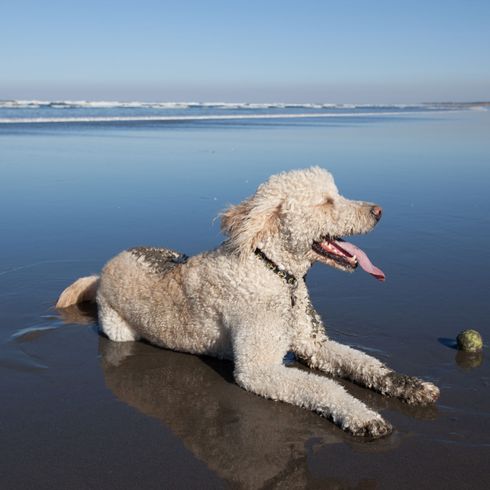 Labradoodle a tengeren Kutya, gerinces, Canidae, emlős, kutyafajta, standard uszkár és labrador keveréke, ragadozó, sportoló csoport, goldendoodle-hoz hasonló fajta, uszkár, labrador, uszkár keverék.