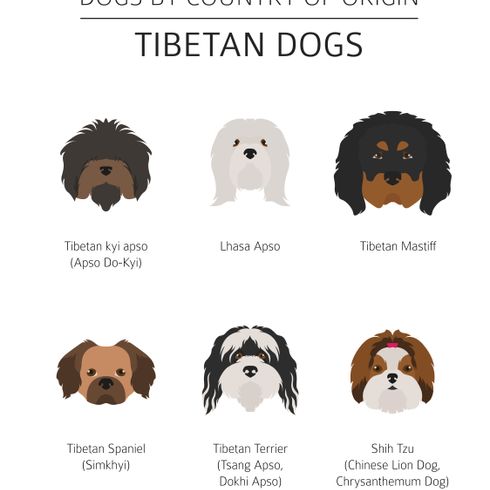 Tibet kutyák grafika