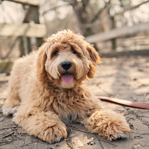 tan labradoodle Kutya, Emlős, Gerinces, Canidae, Kutya fajta, húsevő, Goldendoodle-hoz hasonló fajta, Cockapoo-hoz hasonló kutya, uszkár keresztezés, sportos csoport, Labrador korcs allergiásoknak, hipoallergén fajta, barna labrador, barna labrador