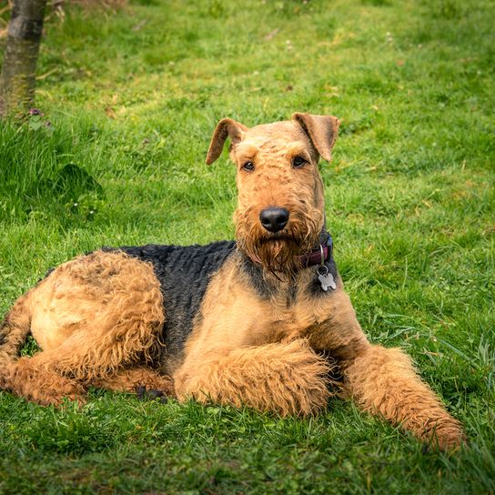 Airedale Terrier liegt auf einer grünen Wiese, braun schwarzer Hund mit Locken und Kippohren, großer Hund ähnlich Foxterrier