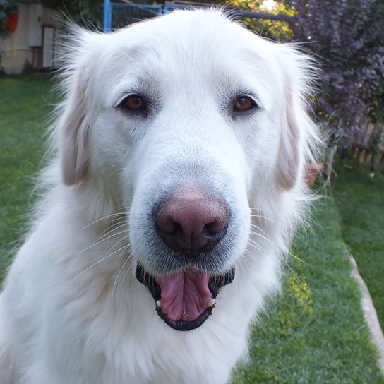 Akba Hunderasse aus der Türkei, türkische Hunderasse ähnlich Golden Retriever, weiße Hunderasse groß mit langem Fell