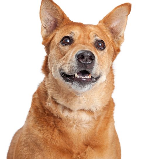 Carolina Dog, American Dingo, brauner mittelgroßer Hund mit Steohren, Dingo aus Amerika, Amerikanische Hunderassen, Nicht anerkannte Hunderasse aus Amerika, USA Hund, Hund der Einwohner, Ureinwohner Hunderasse, Zuchthund, Freilebende Rasse, Rassbeschreibung