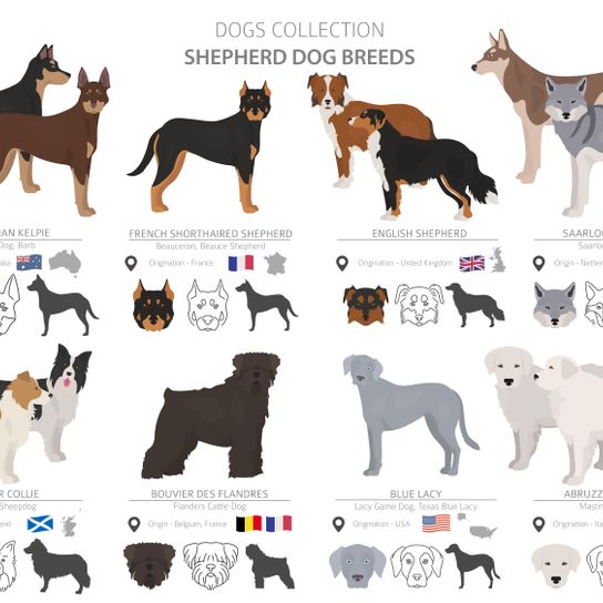 Amerikanische Schäferhunde, eine Übersicht aller Rassen, Liste mit amerikanischen Hunderasse, Hunde aus Amerika, Blue Lacy