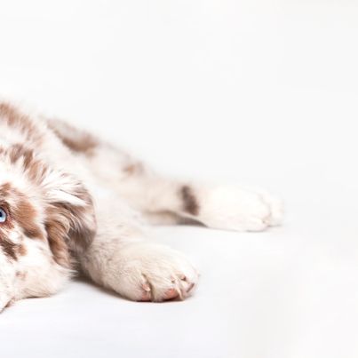 ganz besondere Färbung eines Australian Shepherd Hundes in braun weiß mit blauen Augen und brauner Nase, Aussie Welpe schläft auf dem Boden, Platz Befehl beim Hund einführen