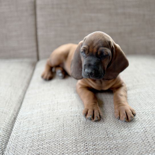 Hund, Säugetier, Wirbeltier, Hunderasse, Canidae, Fleischfresser, Welpe, Schnauze, brauner Bayerischer Gebirgsschweißhund Welpe liegt auf grauem Sofa