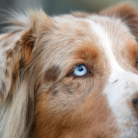 Australian Shepherd Hund mit blauen Augen, großer braun weißer Hund mit Dreieckohren, Schäferhund aus Australien
