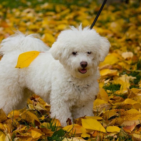 Bologneser Hund, Hund aus Italien, kleine weiße Hunderasse, Hund ähnlich Malteser, Hund ähnlich Havaneser, Hund mit Locken, Familienhund, Hund im Herbst, kleiner Hund mit vielen Locken