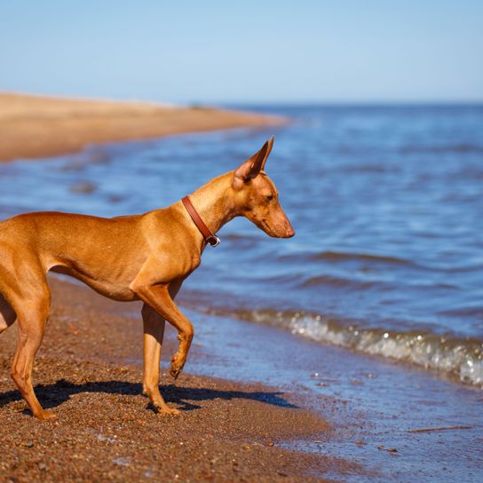 Hund, Säugetier, Wirbeltier, Canidae, Hunderasse, Fleischfresser, Windhund, brauner Cirneco dell' Etna spielt am Strand mit Meer