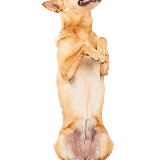 Carolina Dog, American Dingo, brauner mittelgroßer Hund mit Steohren, Dingo aus Amerika, Amerikanische Hunderassen, Nicht anerkannte Hunderasse aus Amerika, USA Hund, Hund der Einwohner, Ureinwohner Hunderasse, Zuchthund, Freilebende Rasse, Weibchen, weiblicher Hund