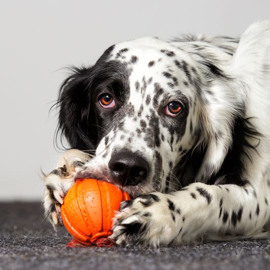 Intelligenzspielzeug für Hund, hund kauft auf Ball, oranger Ball den man füllen kann mit Leckerchen für Hunde, English Setter mit schwarz und weißem Fell, große Hunderasse