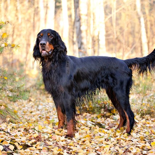 Gordon Setter steht im Wald, große Hunderasse mit langem Fell, schwarz brauner Hund mit gefächerter Route