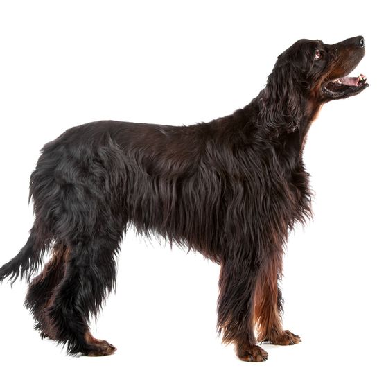 große Hunderasse die langes Fell hat, schwarz brauner Gordon Setter Hund ausgewachsen