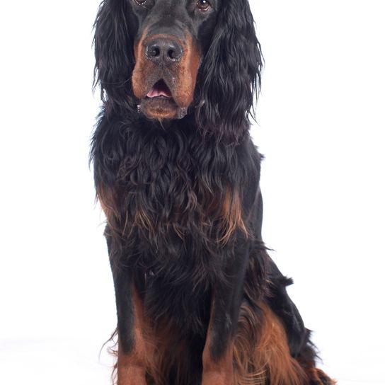 große Hunderasse sitzt, Gordon Setter schaut erstaunt, schwarz brauner Hund mit langem welligem Fell