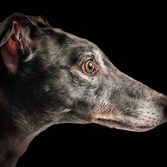 Greyhound Hunderasse grau weiß im Profil, Hund der schlank ist, mittelgroße Hunderasse, große Hunderasse, Kippohren, Hund der wenig haart, kurzes Fell, Windhund