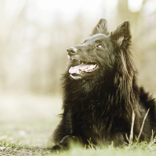 Groenendael liegt auf einer Wiese, belgischer Schäferhund