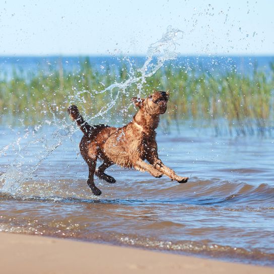 Hund, Canidae, Hunderasse, Fleischfresser, Sportgruppe, Springen, Spaß, Jagdhund, Retriever, Irischer Terrier spielt im Wasser und schwimmt