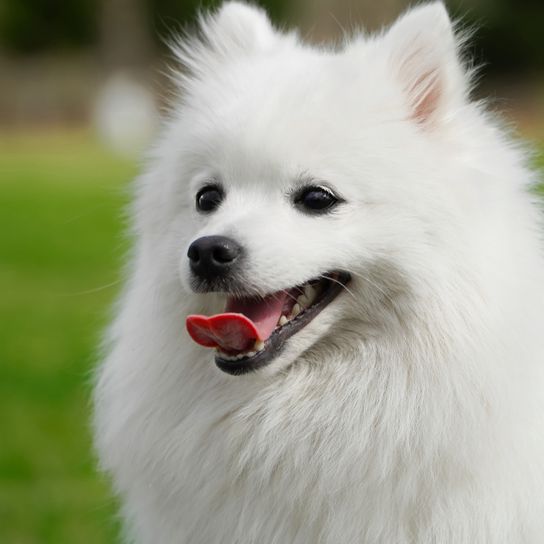 Japan Spitz hechelt, weißer Hund für Anfänger, Hund mit langem Fell für Anfänger, Hunderasse aus Japan, Japanische Hunde mit Stehohren