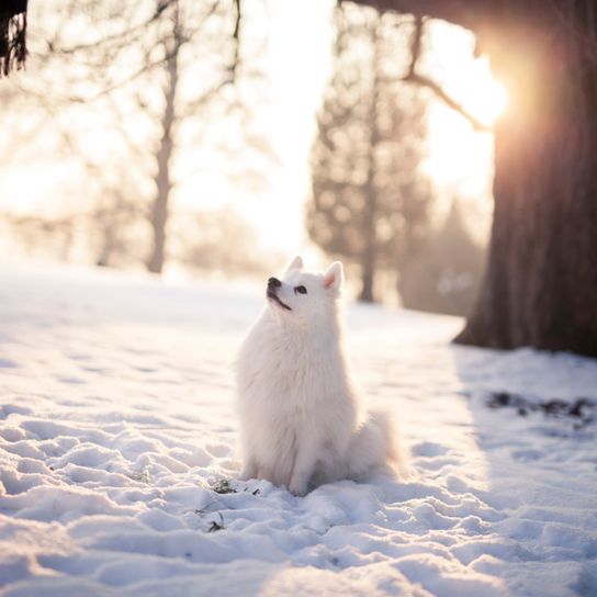Japan Spitz im Schnee und wartet auf einen Befehl, Hund im Bleib, Hund macht sitz