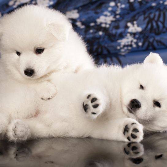 zwei junge Japan Spitz Welpen liegen und kuscheln, Hunde die aussehen wie Bären, Hund der Aussieht wie ein Bär, weiße Welpen mit langem Fell aus Japan