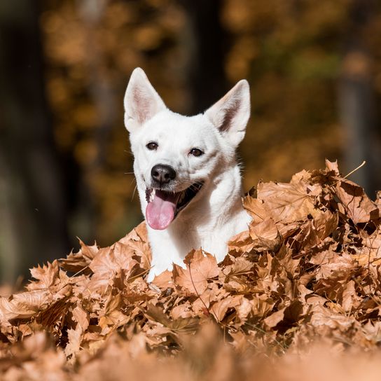 Kanaan Hund weiß sitzt in einem Laubhaufen im Herbst und lacht und hechelt, eingerollte Rute, Hund mit eingerolltem Schwanz, Hund der weiß ist, Hund ähnlich Shiba optisch, Hund mit Stehohren, Isrealspitz, israelische Hunderasse, große Hunderasse, Spitze Ohren, Stehohren