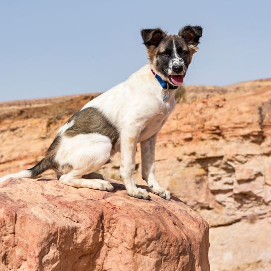 Kanaan Hund aus Israel sitzt auf Steinen, braun weißer Hund mit Stehohren, Isrealspitz, israelische Hunderasse, große Hunderasse