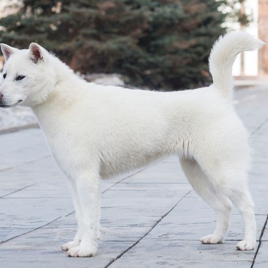 Kishu Inu, Hunderasse weiß, mittlerer Hund, halber Hund, weißer Hund mit Ohren aus Japan, japanische Hunderassen, Spitzrassen aus Japan, Überblick über die vier beliebtesten Hunderassen aus Japan, Shiba Inu, Tosa Inu