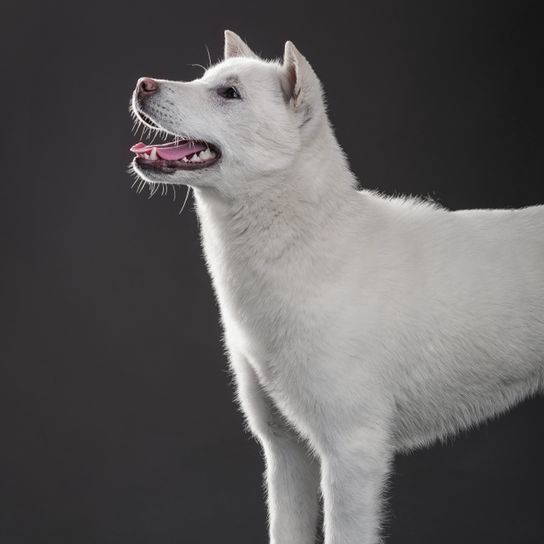Kishu Inu, Hunderasse weiß, mittelgroßer Hund, Halber Hund, weißer Hund mit Steohren aus Japan