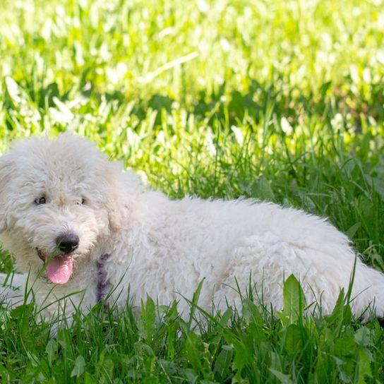 Komondor Welpe, kleiner ungarischer Hund, Hund aus Ungarn, ungarischer Hirtenhund, Schafshütehund, weiße Hunderasse die sehr groß wird, Riesenhundrasse