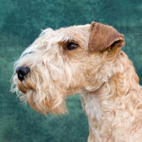 Lakeland Terrier Protrait, Hund mit Drahthaar Gesicht, Hund der ähnlich aussieht wie Foxterrier