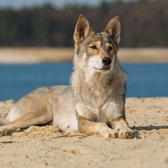 Säugetier, Hund, Wirbeltier, Canidae, Fleischfresser, Wolfshund, Hunderasse, liegender Tamaskan auf Sand vor Gewässer