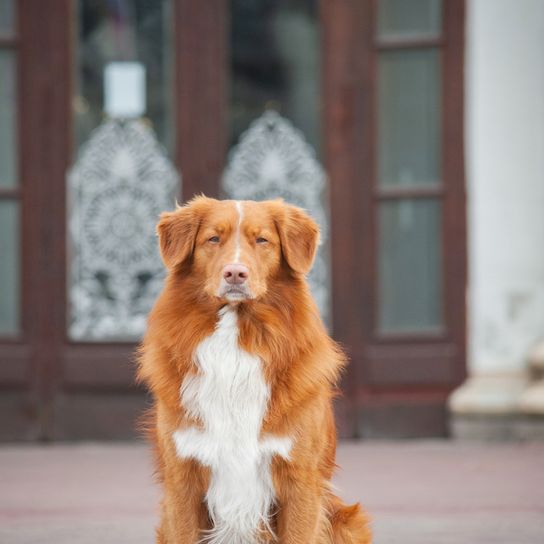 roter Hund mit weißer Brust und Dreieck Ohren sitzt und schaut böse in die Kamera, mittelgroße Hunderasse mit langem Fell